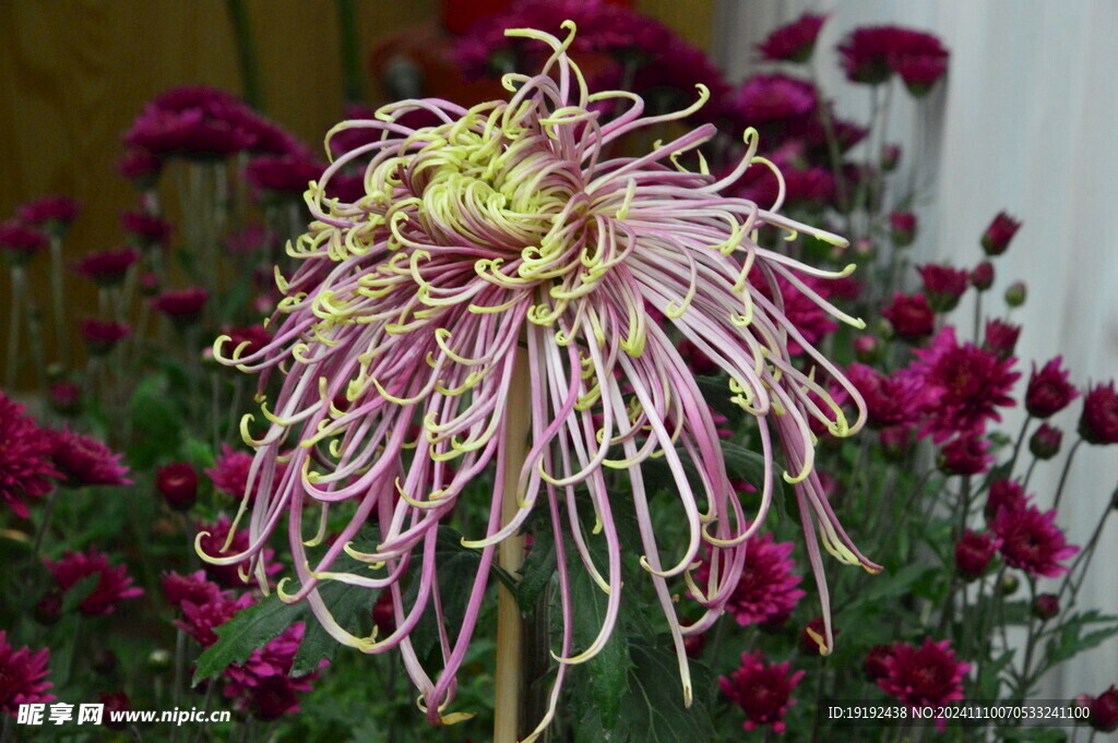 菊花 