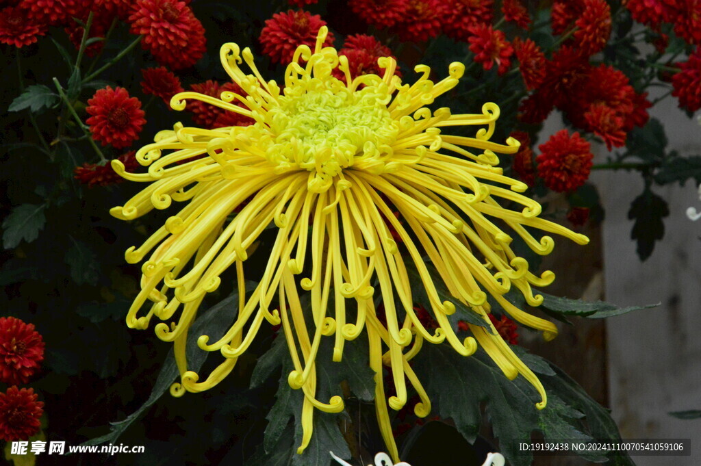 菊花  