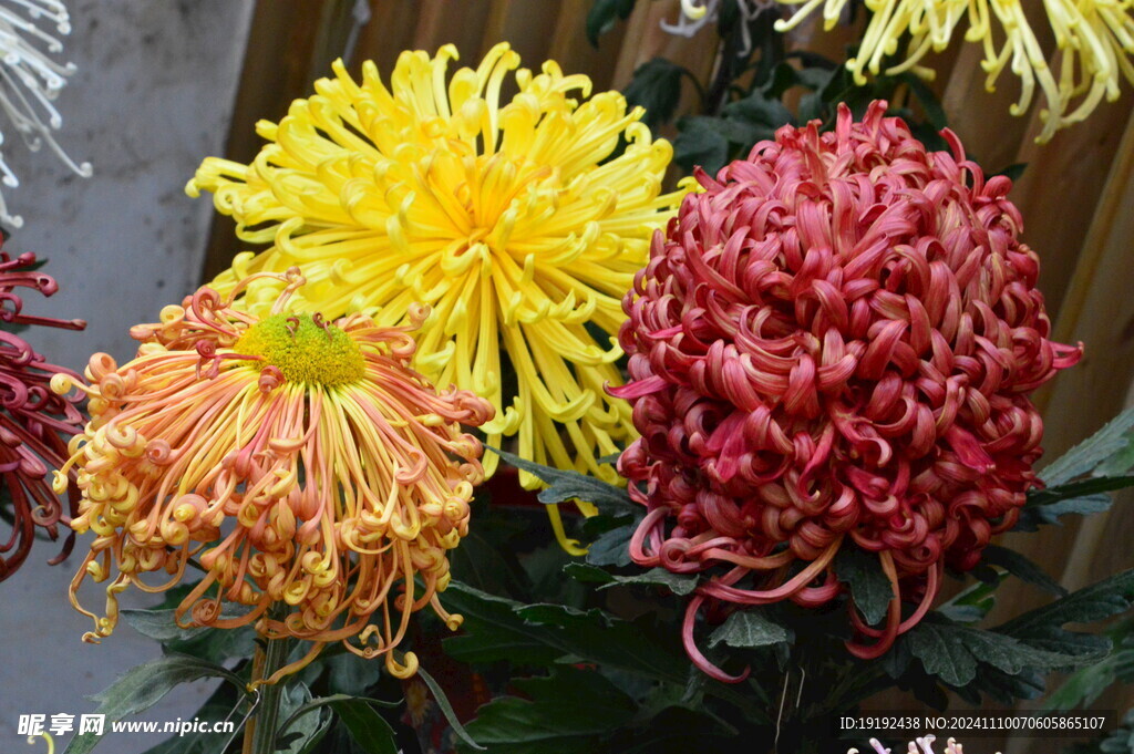 菊花  