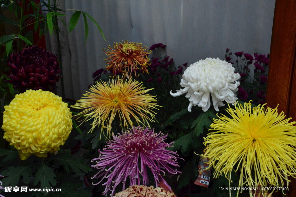 菊花  