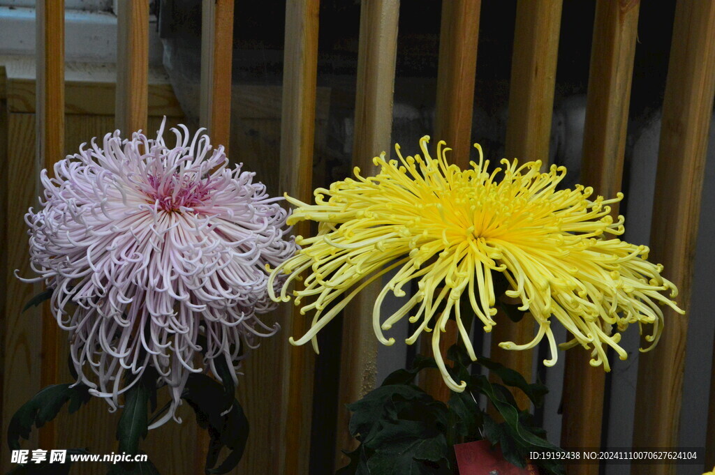 菊花 