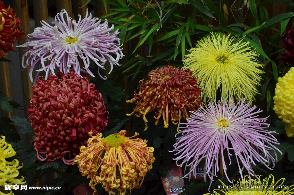 菊花  