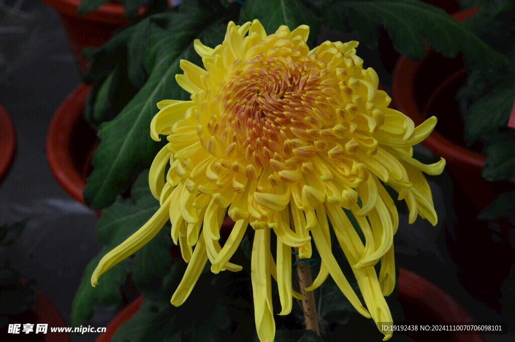 菊花 