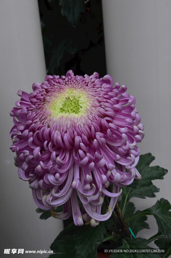 菊花  