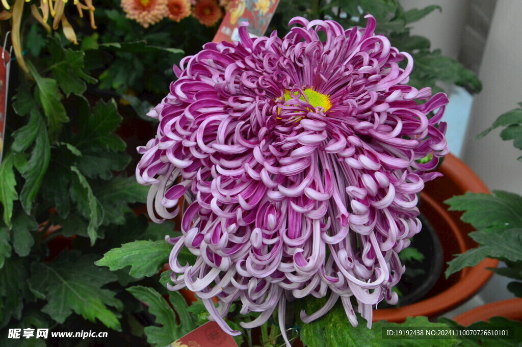菊花 