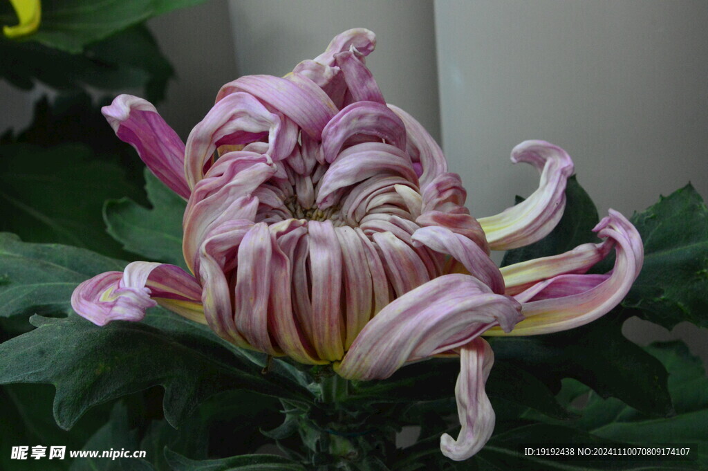 菊花  