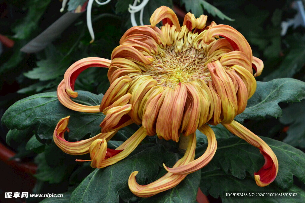 菊花  