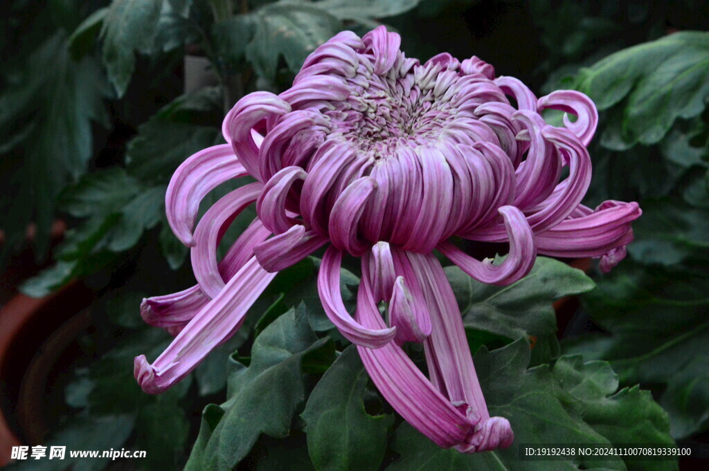 菊花  