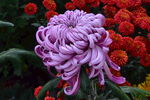 菊花  