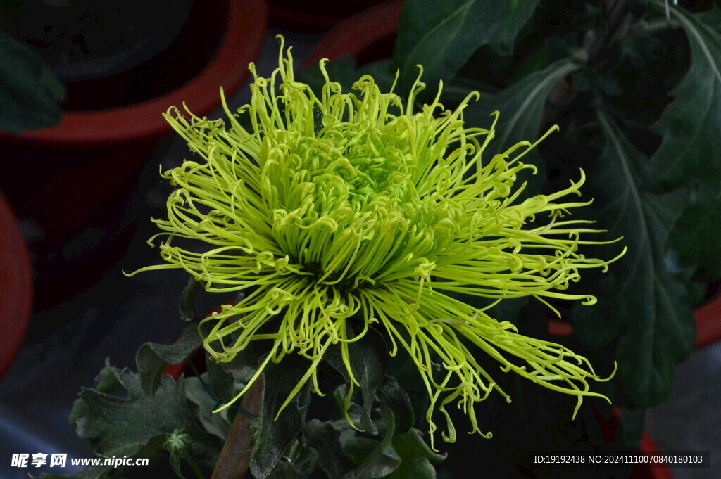 菊花 