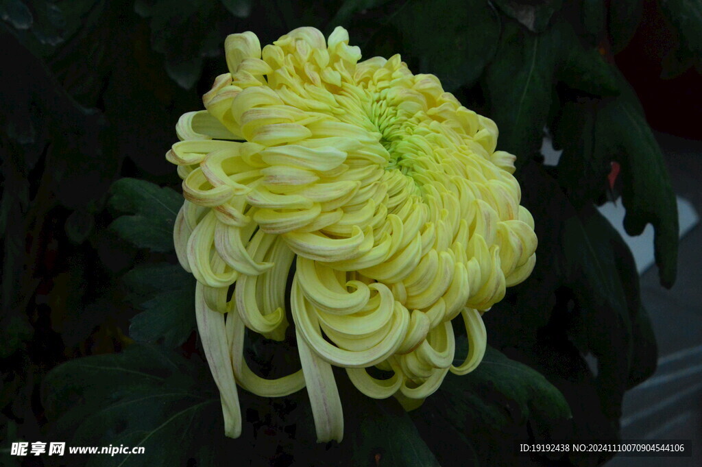 菊花 
