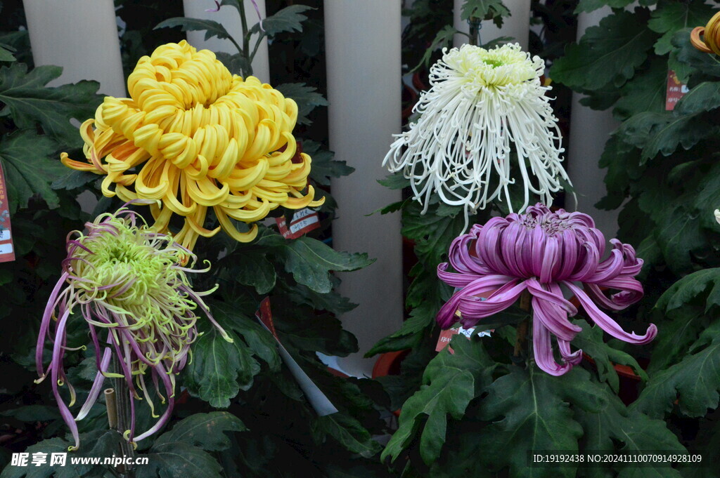 菊花  