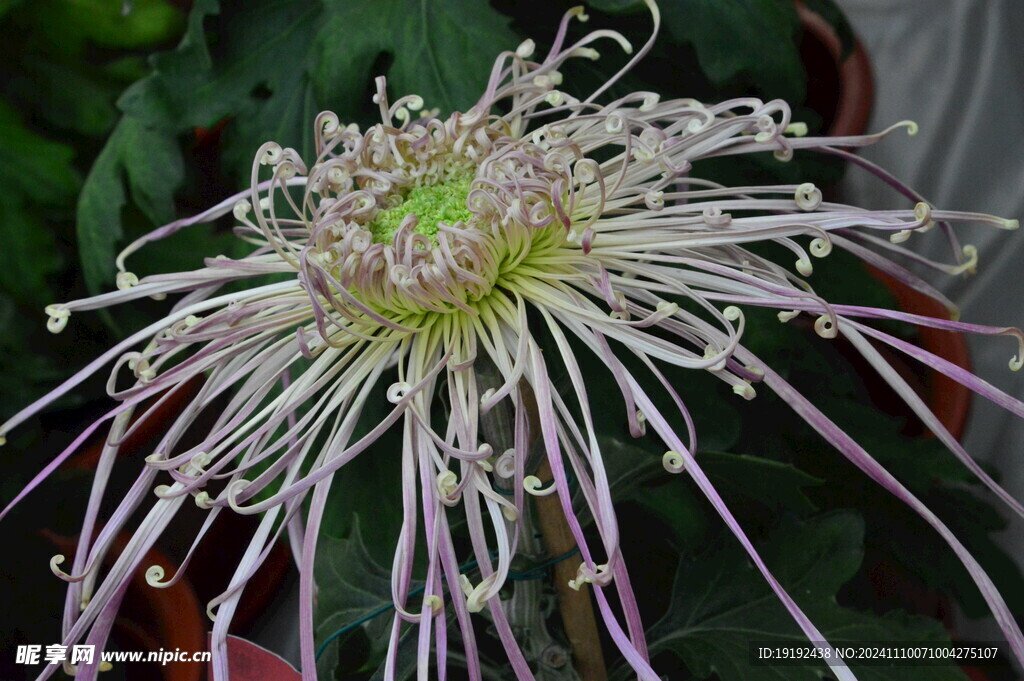 菊花  