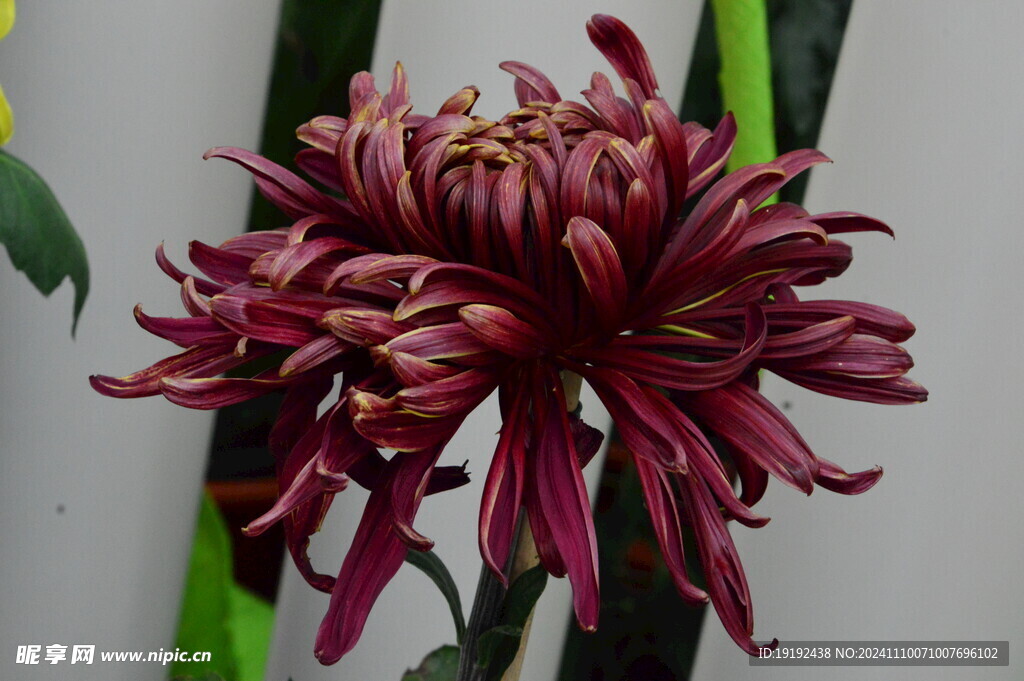 菊花  