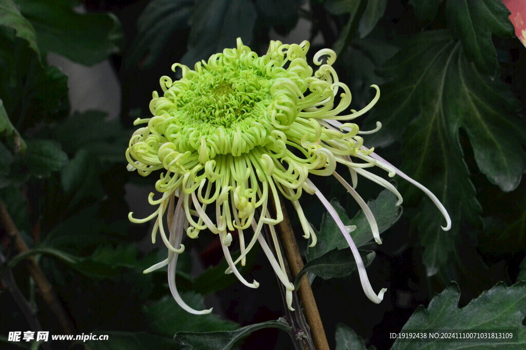 菊花 