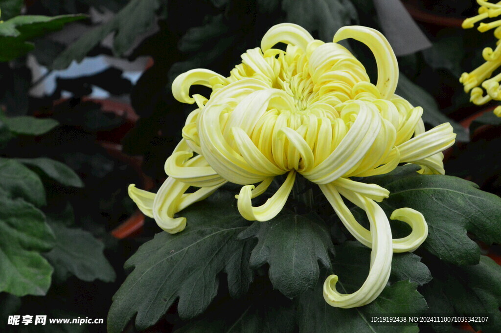 菊花 