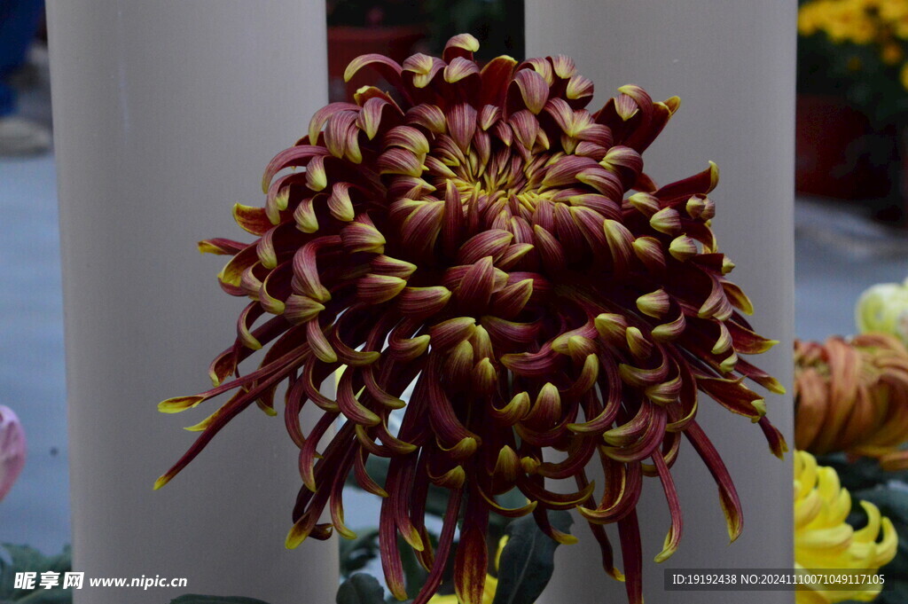 菊花 