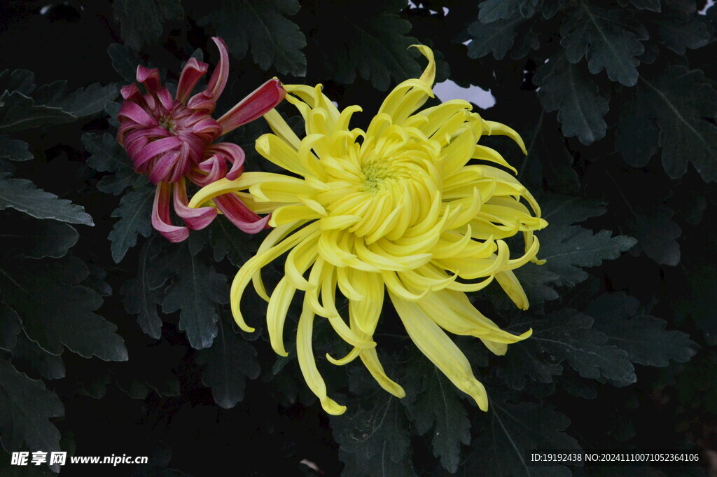 菊花 