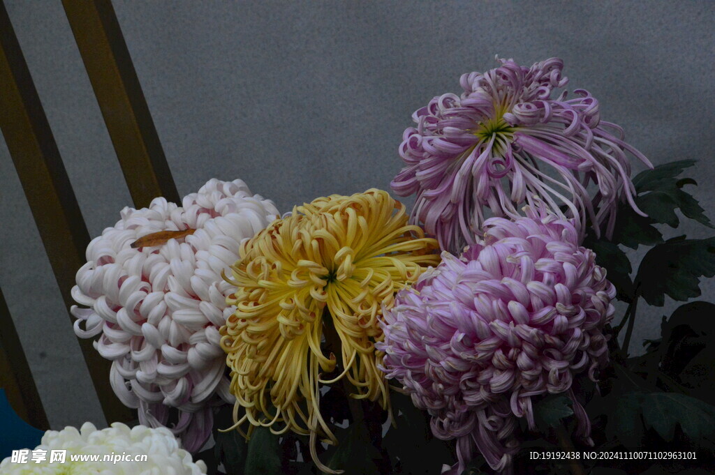 菊花 