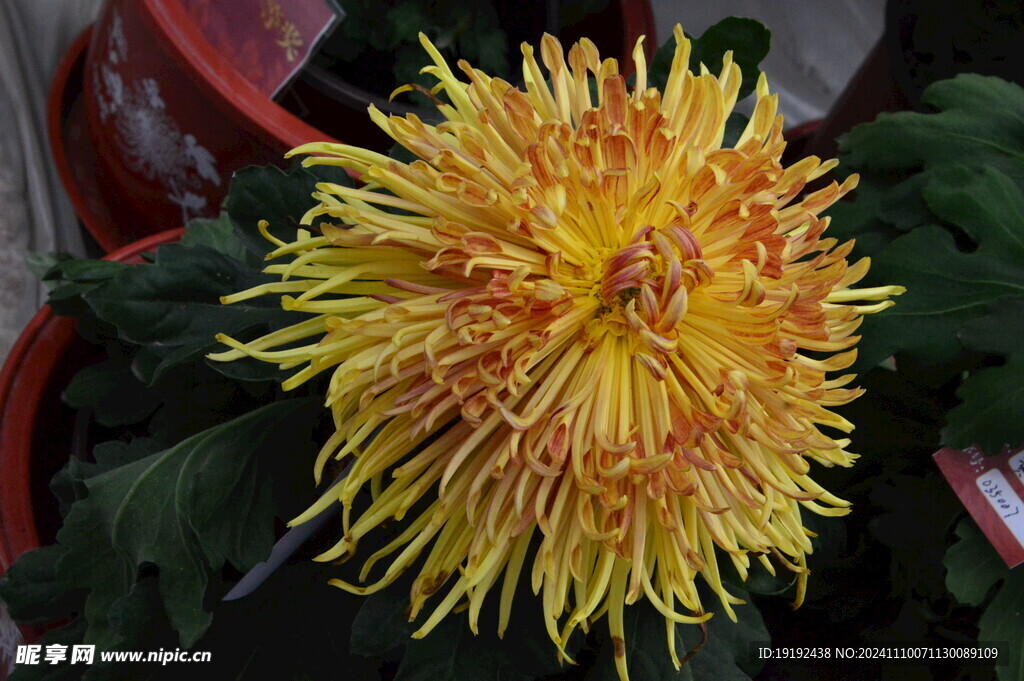 菊花  
