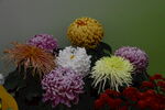 菊花  