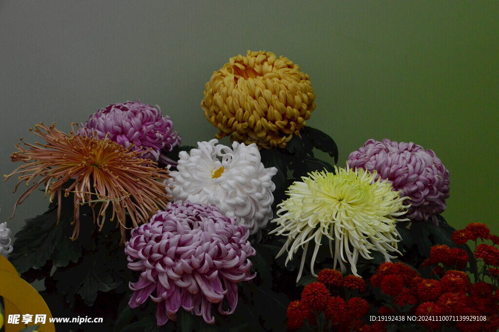菊花  