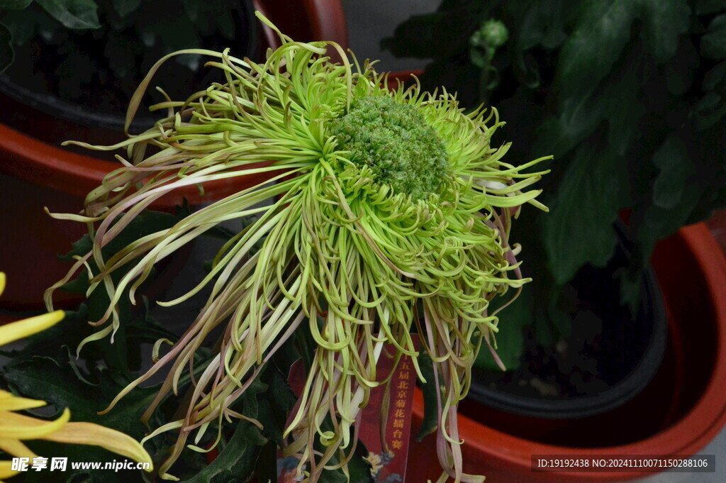 菊花  