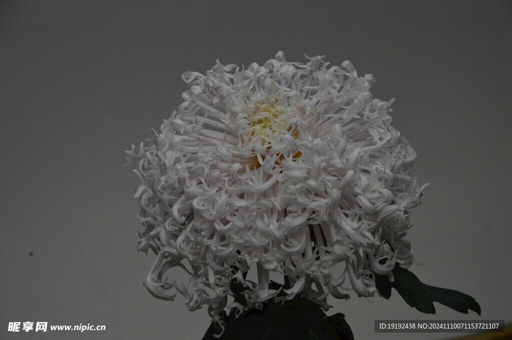 菊花  