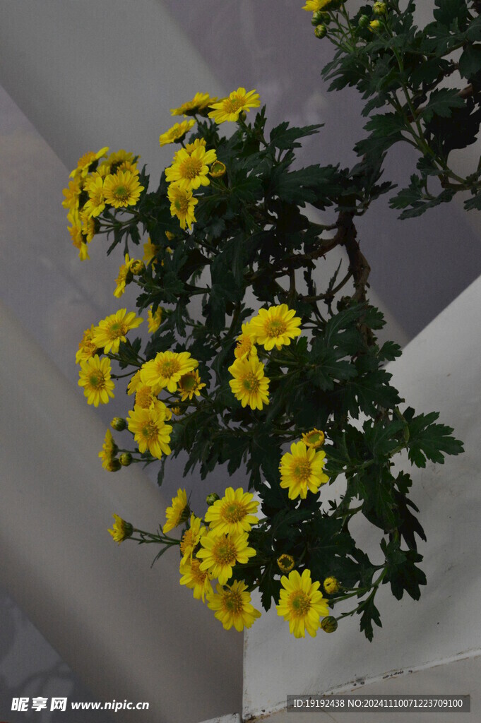 菊花 