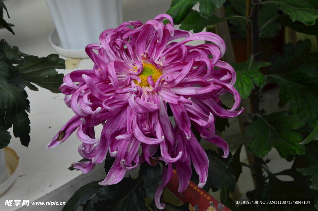 菊花  
