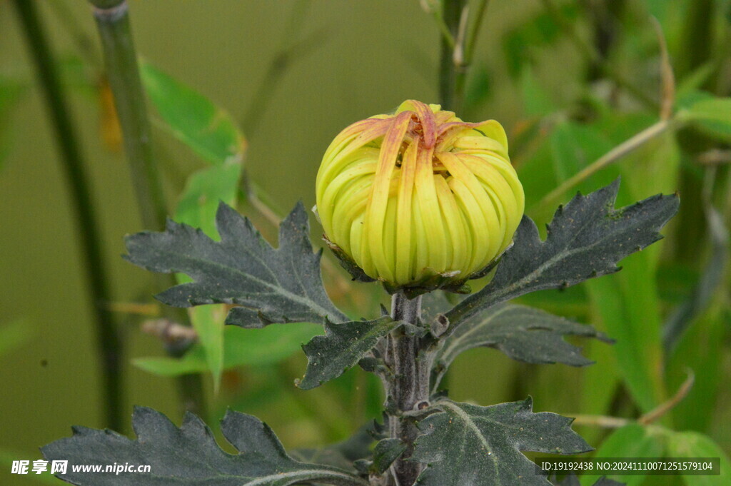 菊花  