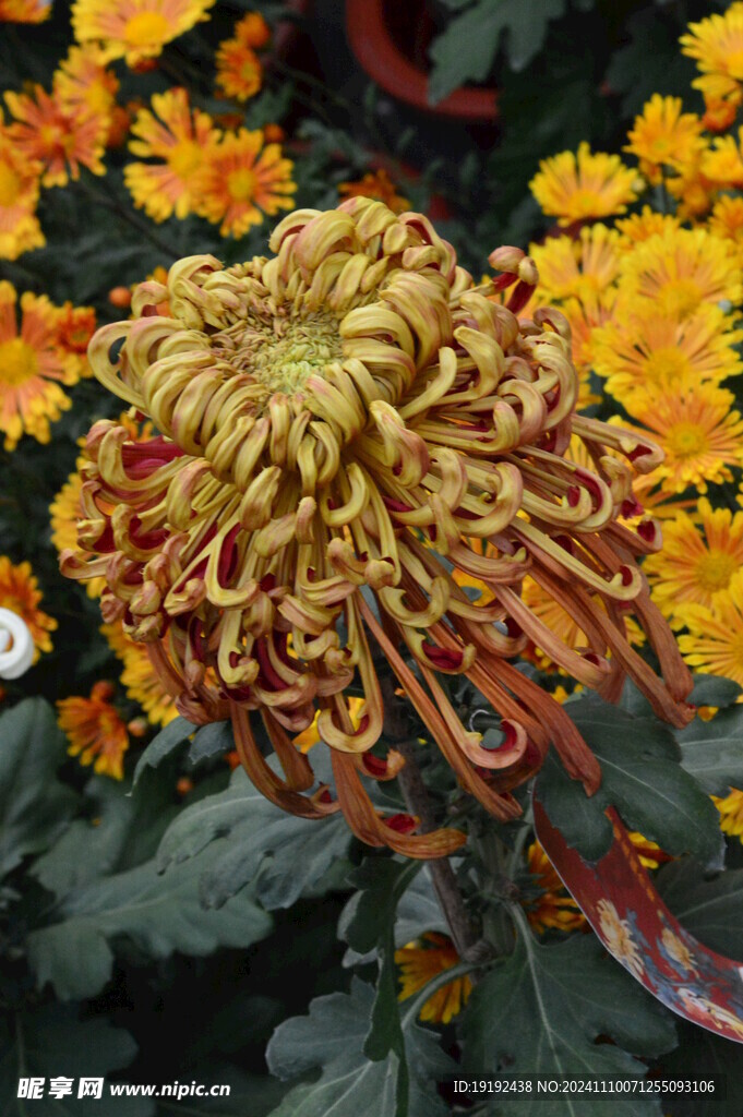 菊花 