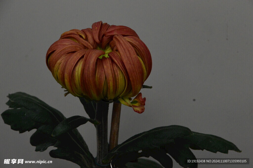 菊花  