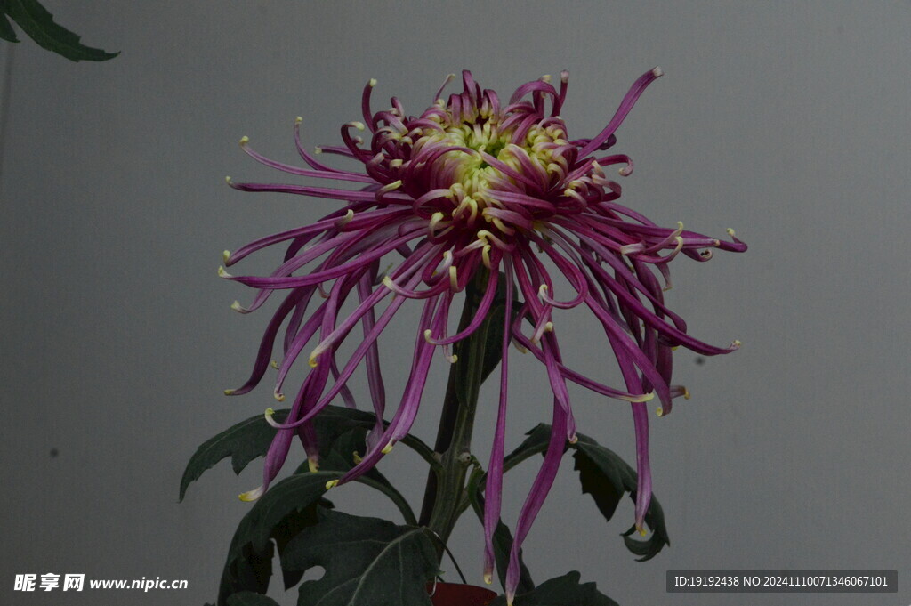 菊花  