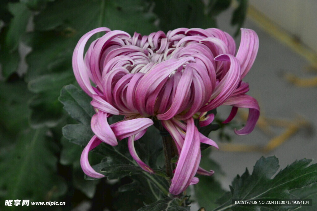 菊花  