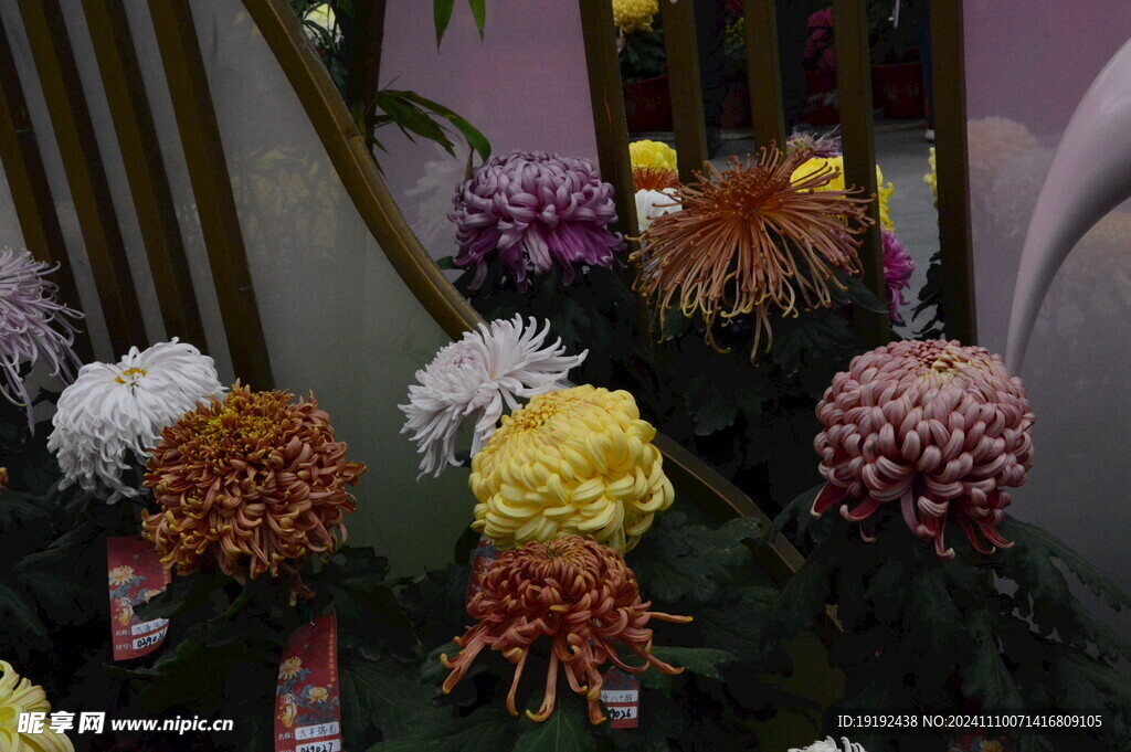 菊花 