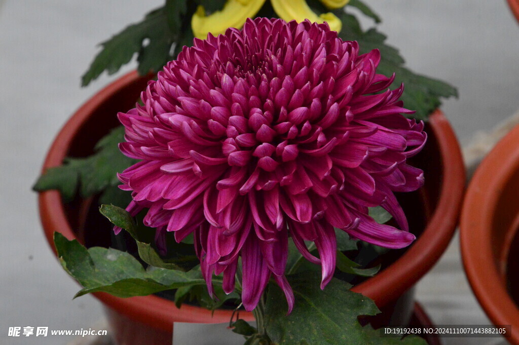 菊花  