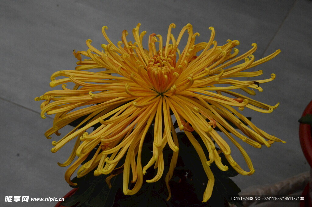 菊花  