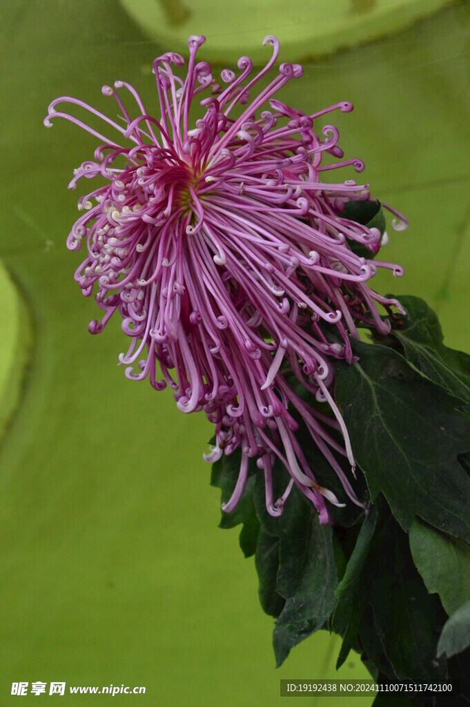 菊花 