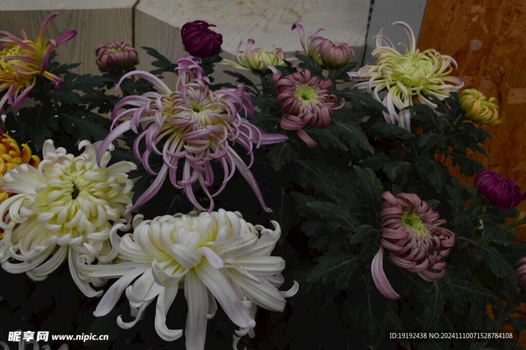 菊花 