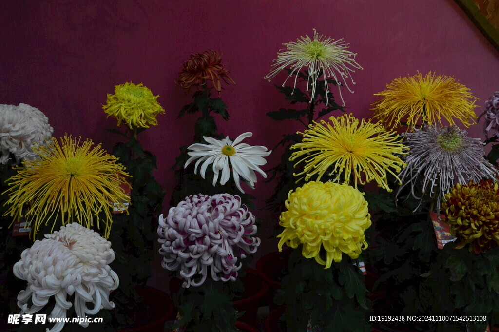 菊花 