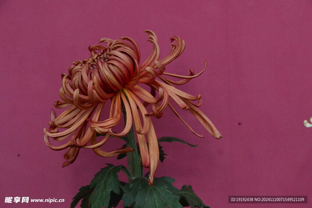 菊花  