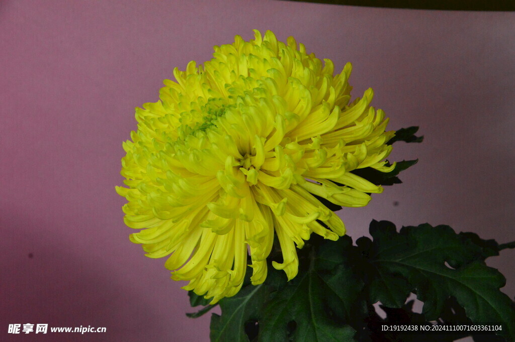 菊花 