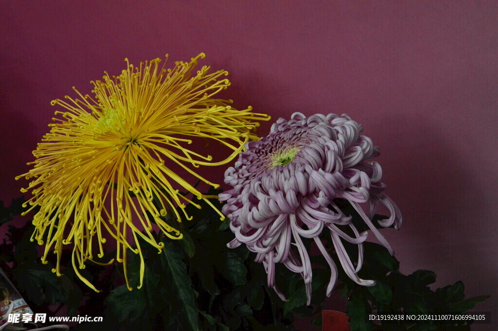 菊花 