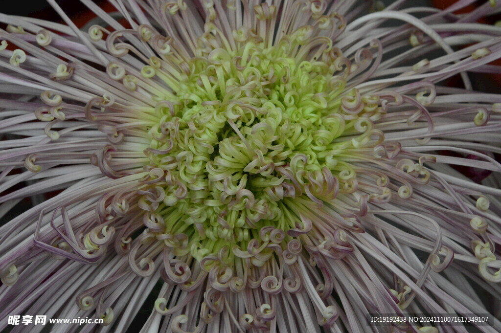 菊花  