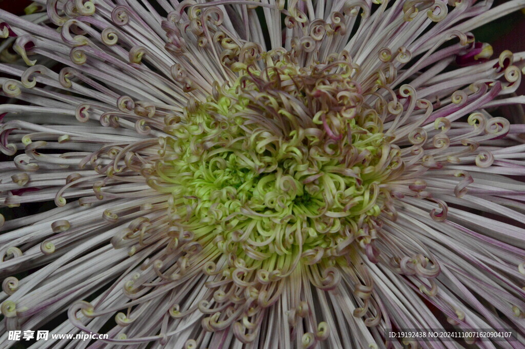 菊花  