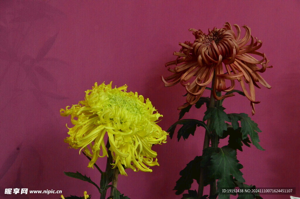 菊花 
