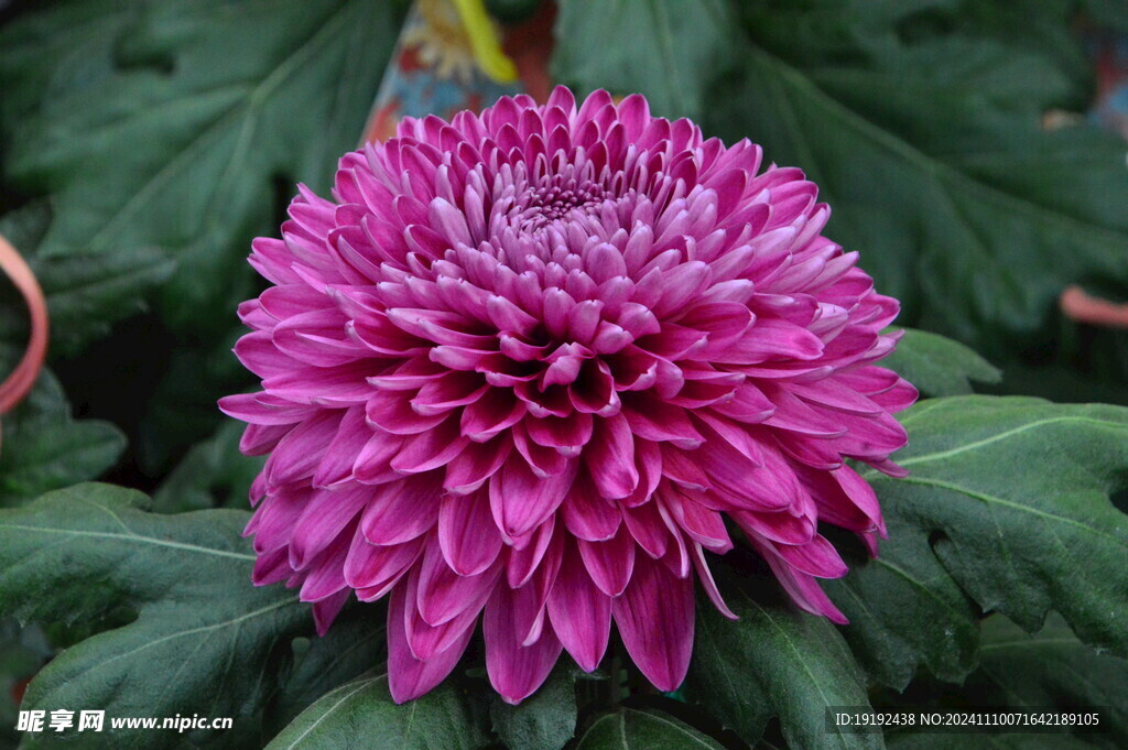 菊花 