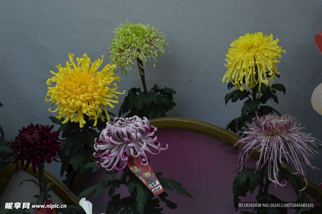 菊花  