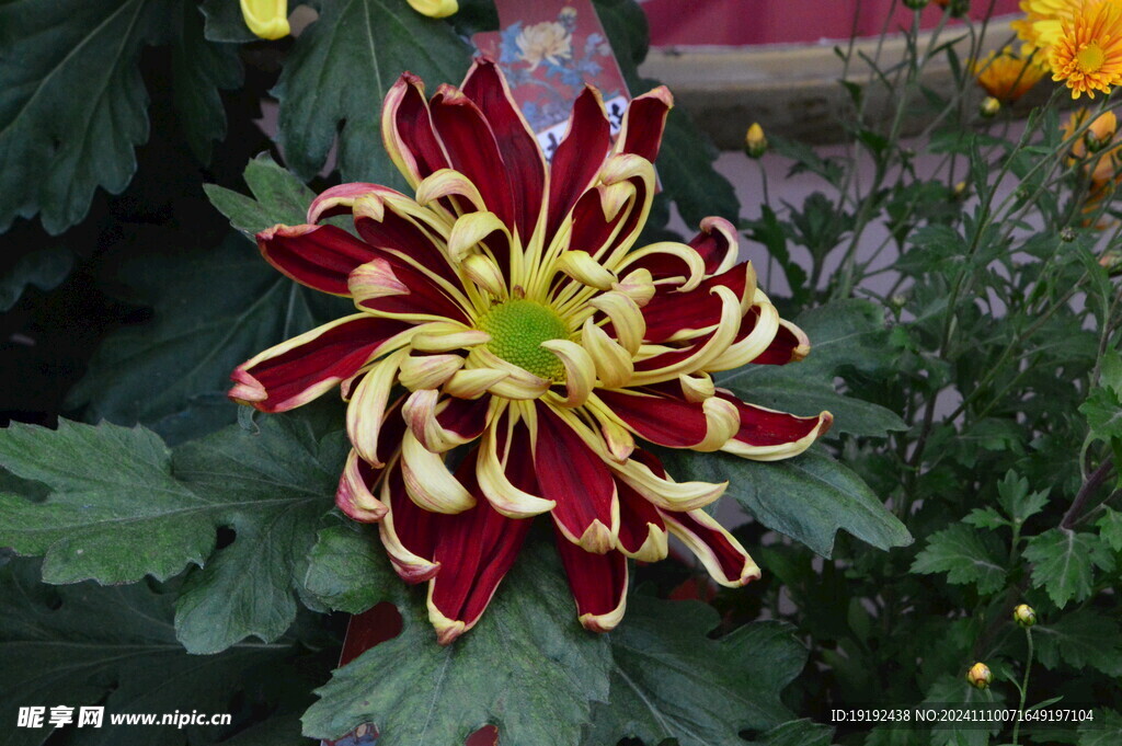 菊花  